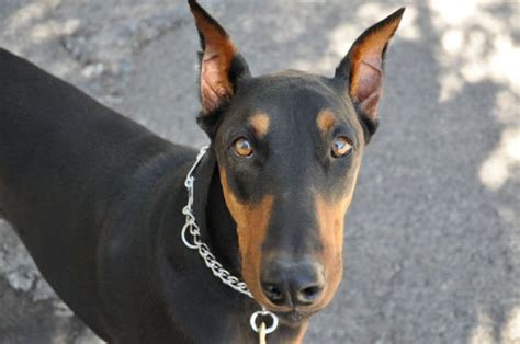 Doberman Pinscher Facts and Doberman Pinscher Dog Breed Information - HubPages