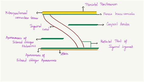 Conjoint Tendon Inguinal Canal