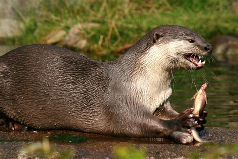 Smooth Coated Otter 2 by Applinna on DeviantArt