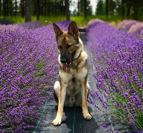 10 Medicinal Herbs for Dogs - Pioneerthinking.com