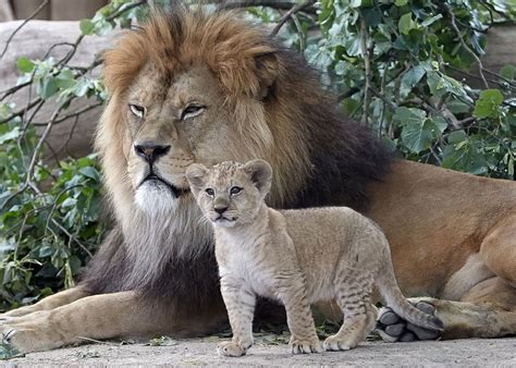 Rare Barbary lion cub stands tall next to its father Picture | Cutest ...