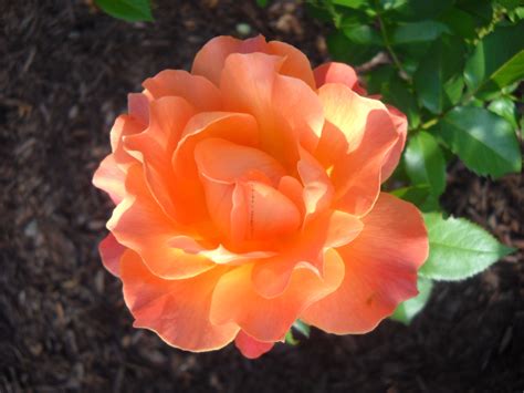 Coral-colored Rose Gardening Tips, Wedding Flowers, Pergola, Backyard, Rose, Plants, Coral ...