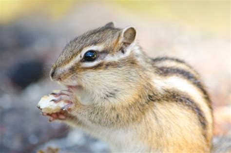 Keeping a Chipmunk As a Pet? They're Cute, But Not So Cuddly! | Pet Comments