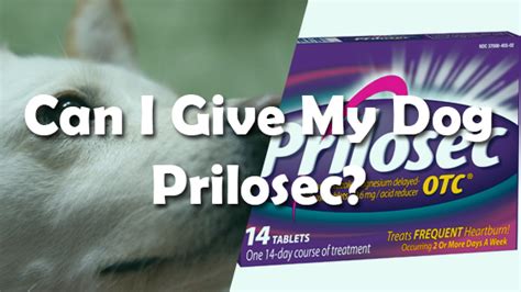 Can I Give My Dog Prilosec? | Pet Consider