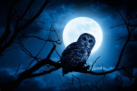 Night Owl With Bright Full Moon And Clouds Stock Photo - Download Image Now - iStock