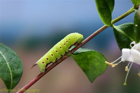 Bee Hawk Moth caterpillar photo WP16904