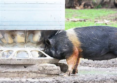 Hampshire Pig Stock Photos, Pictures & Royalty-Free Images - iStock