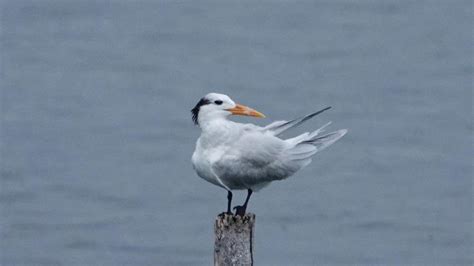 Royal Tern | MarkEisingBirding