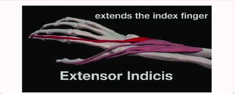 Extensor indicis muscle - Origin, Insertion, Function - Samarpan