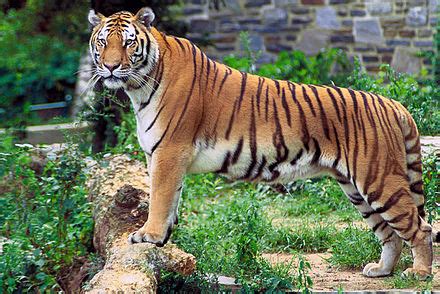 Bengal tiger - Wiktionary, the free dictionary