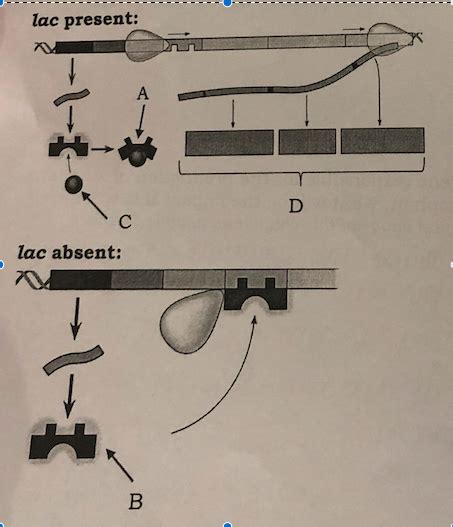 LAC Operon! Diagram | Quizlet