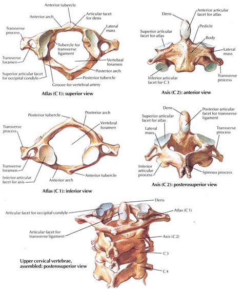 Atlas Of The Vertebrae