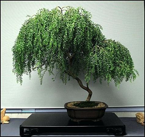 Buy Bonsai Dwarf Weeping Willow Tree - Large Thick Truck Cutting - Ready to - Get a Rare Dwarf ...