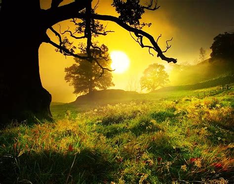 Sunrise, forests, nature, field HD wallpaper | Pxfuel