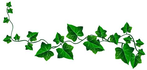 Ivy Vine Clip art - Ivy Cliparts png download - 4960*2377 - Free ...