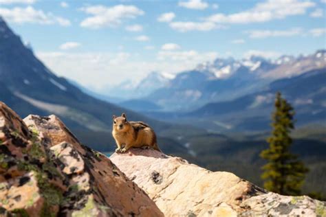 15 Must-See Animals in Banff National Park and Where to See Them!