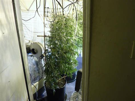 Diy vertical LED grow light | International Cannagraphic Magazine Forums