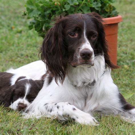 French Spaniel Breed Guide - Learn about the French Spaniel.