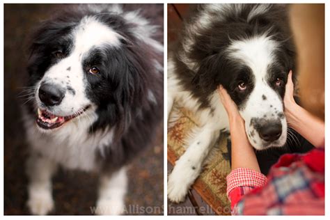 From San Diego to Portland: Lucy the Newfoundland Mix San Diego Pet Photographer Allison ...