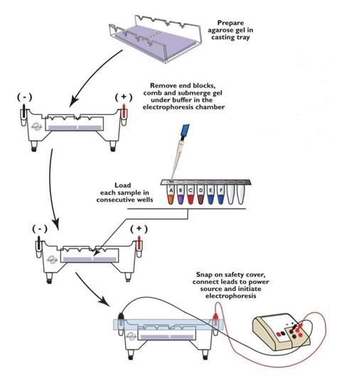 Agarose gel electrophoresis: Principle, Procedure and Results ...