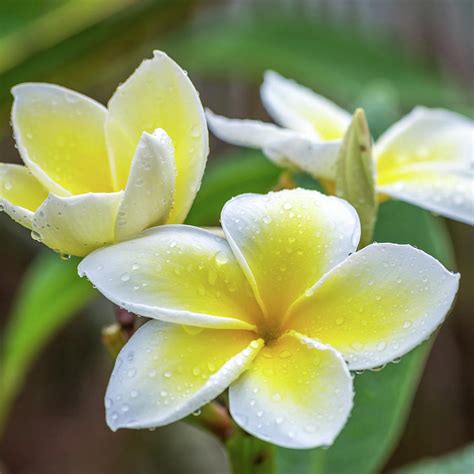 Plumeria in the Tropics Photograph by Sqwhere Photo - Fine Art America