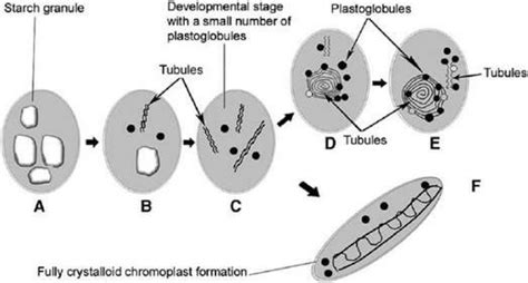 plz give the diagram of leucoplast,chloroplast and chromoplast plz send fast it's urgent ...