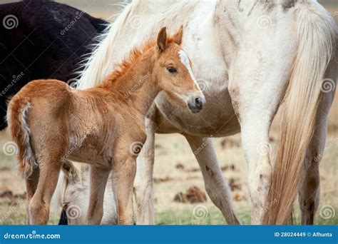 Foal and its mother stock image. Image of brown, domestic - 28024449