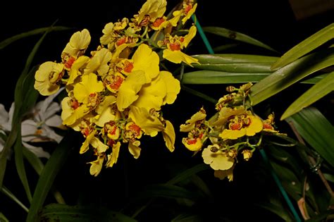 Oncidium hybrid ‘Goldiana’ (Novice) | Southern Suburbs Orchid Society Inc.