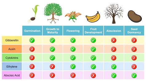 Plant hormones (types and functions) - Online Science Notes