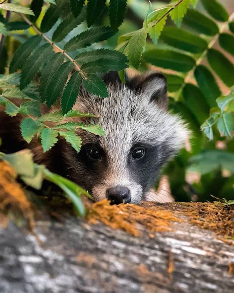 Photographer Captures Enchanting Photos of Finland’s Forest Animals