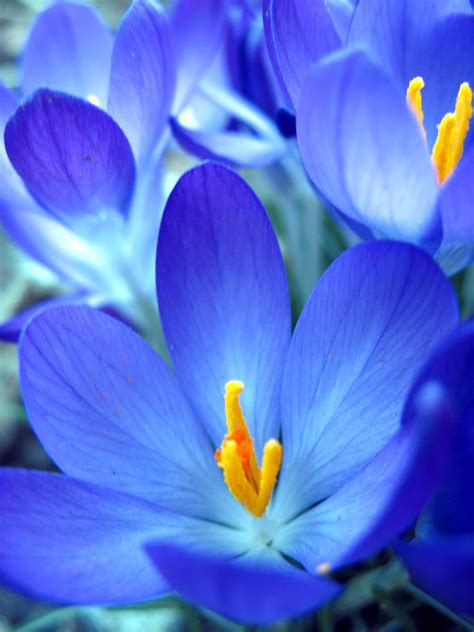 blue flower | Amazing flowers, Beautiful flowers, Blue flowers