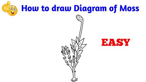 how to draw moss diagram | how to draw moss | how to draw moss easy - YouTube