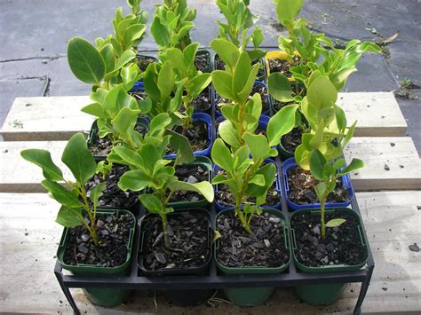 Griselinia littoralis x 150 | Orari Nursery Online