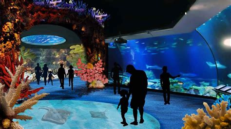 Shedd Aquarium Exhibits The Wild Reef - Aquarium Views