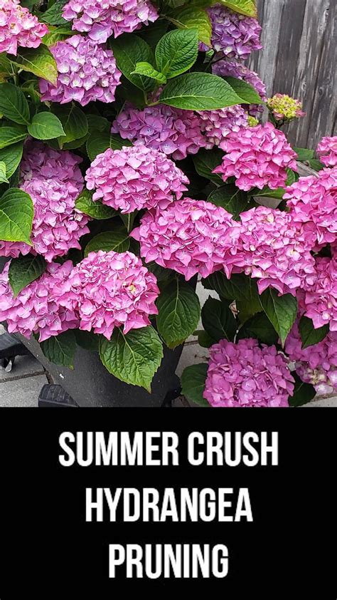 summer crush hydrangea care