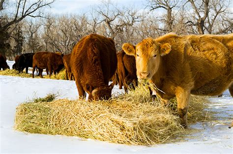 Your reminder for evening hay feeding | Hay and Forage Magazine