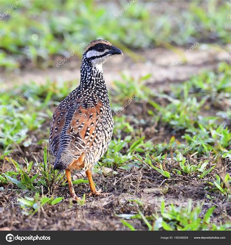 Chinese Francolin bird Stock Photo by ©thawats 155348554