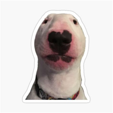 Staring Dog Meme Stickers | Redbubble