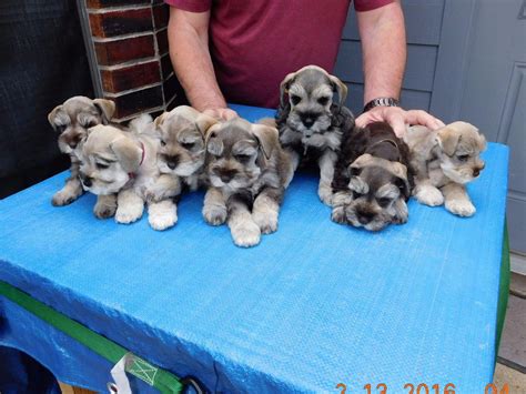 W.w. Baxter - Puppies For Sale