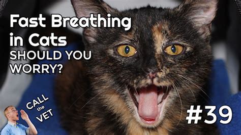 Why is My Cat Breathing Fast - and should you be worried? (CTV #39 ...