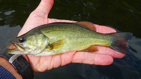 How to Identify All 9 Species of Black Bass - Wired2Fish