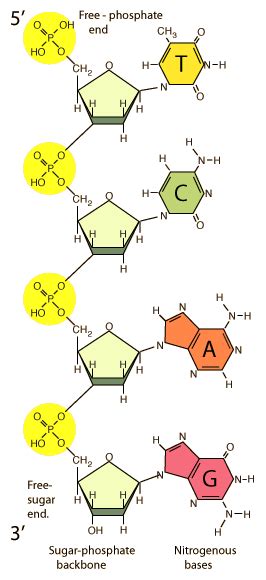 [DIAGRAM] Dna Diagram Sugar Phosphate - MYDIAGRAM.ONLINE