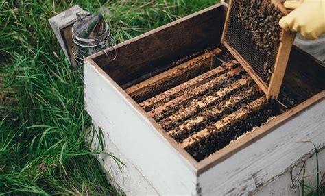 National Honey Month: Learn More About Honey Farms & Honey Bees | AgAmerica