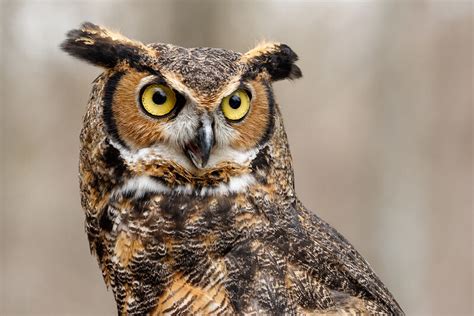 Great Horned Owl Duet | BirdNote