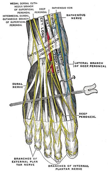 Superficial Peroneal Nerve - Anatomy - Orthobullets