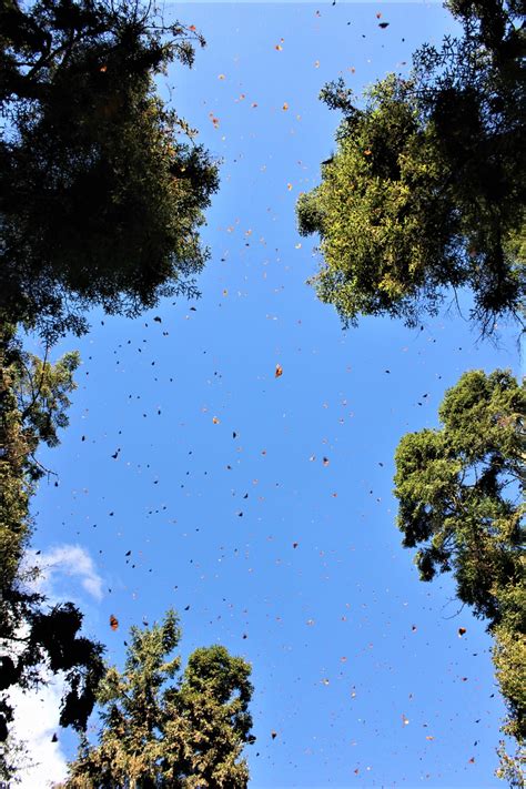 Monarch Butterfly Migration in Mexico | Charlie on Travel