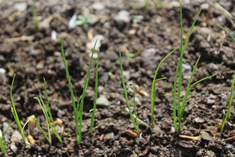 Growing Leeks from Seed - Dreamley