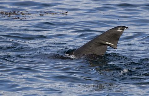 BASKING SHARK TAIL FIN, ISLE OF MULL