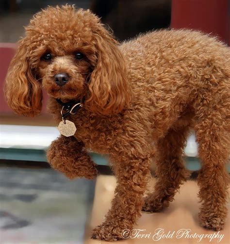 Pin by Terri Gold on Poodles | Chocolate poodle, Brown toy poodle, Chocolate toy poodle