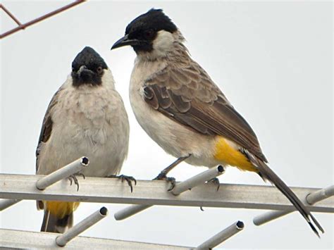 Cara Membedakan Burung Kutilang Jantan Dan Betina Dengan Mudah ...